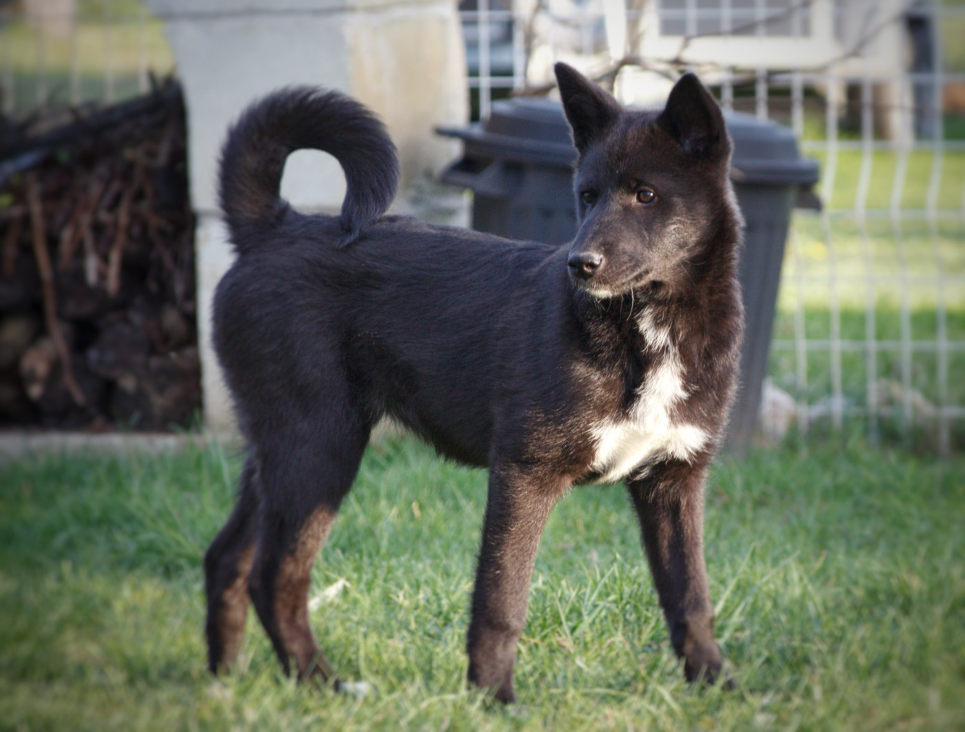 Aela World-Eater's Doom Des Sentinelles D'Aeldorah