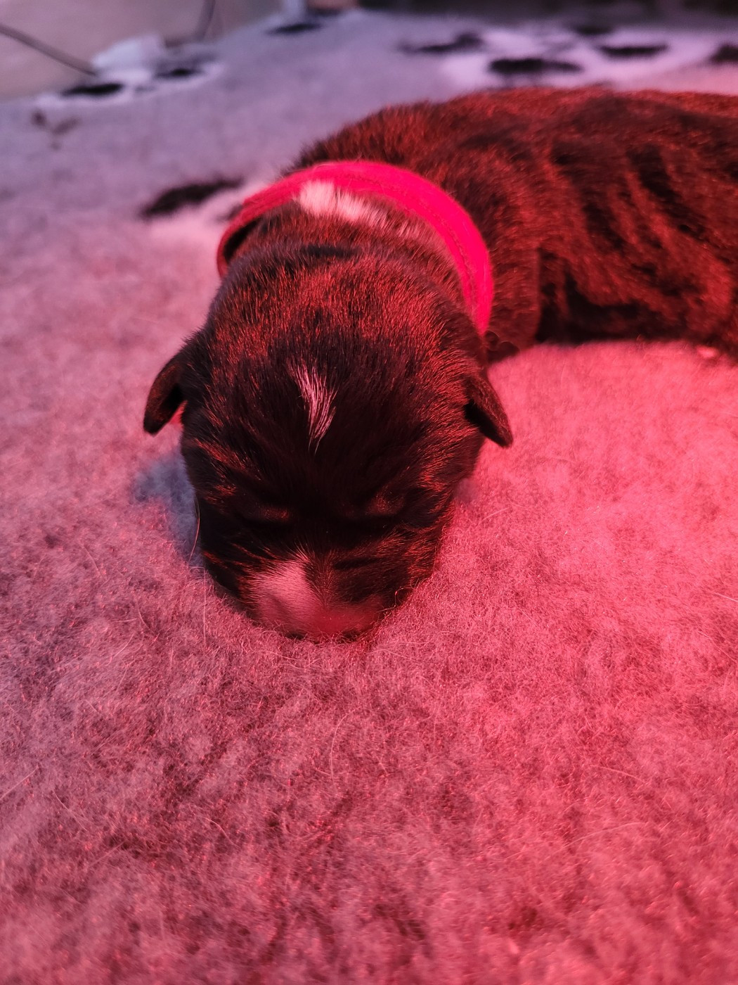 Des Sentinelles D'Aeldorah - Chiots disponibles - Canaan Dog