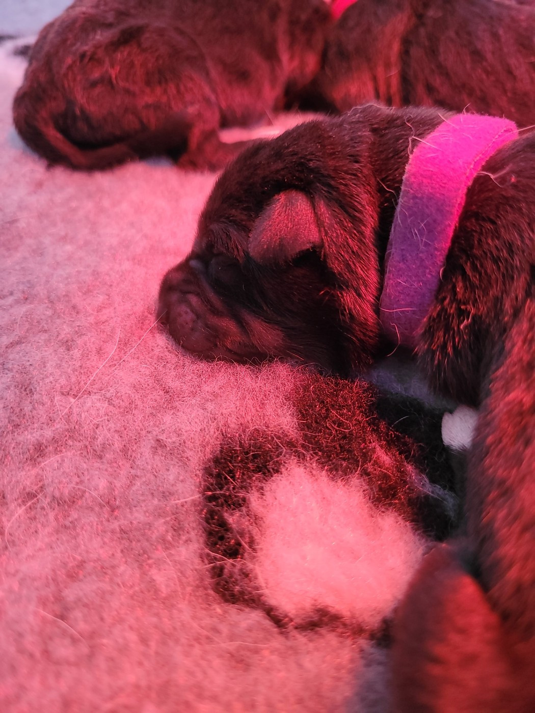 Des Sentinelles D'Aeldorah - Chiots disponibles - Canaan Dog