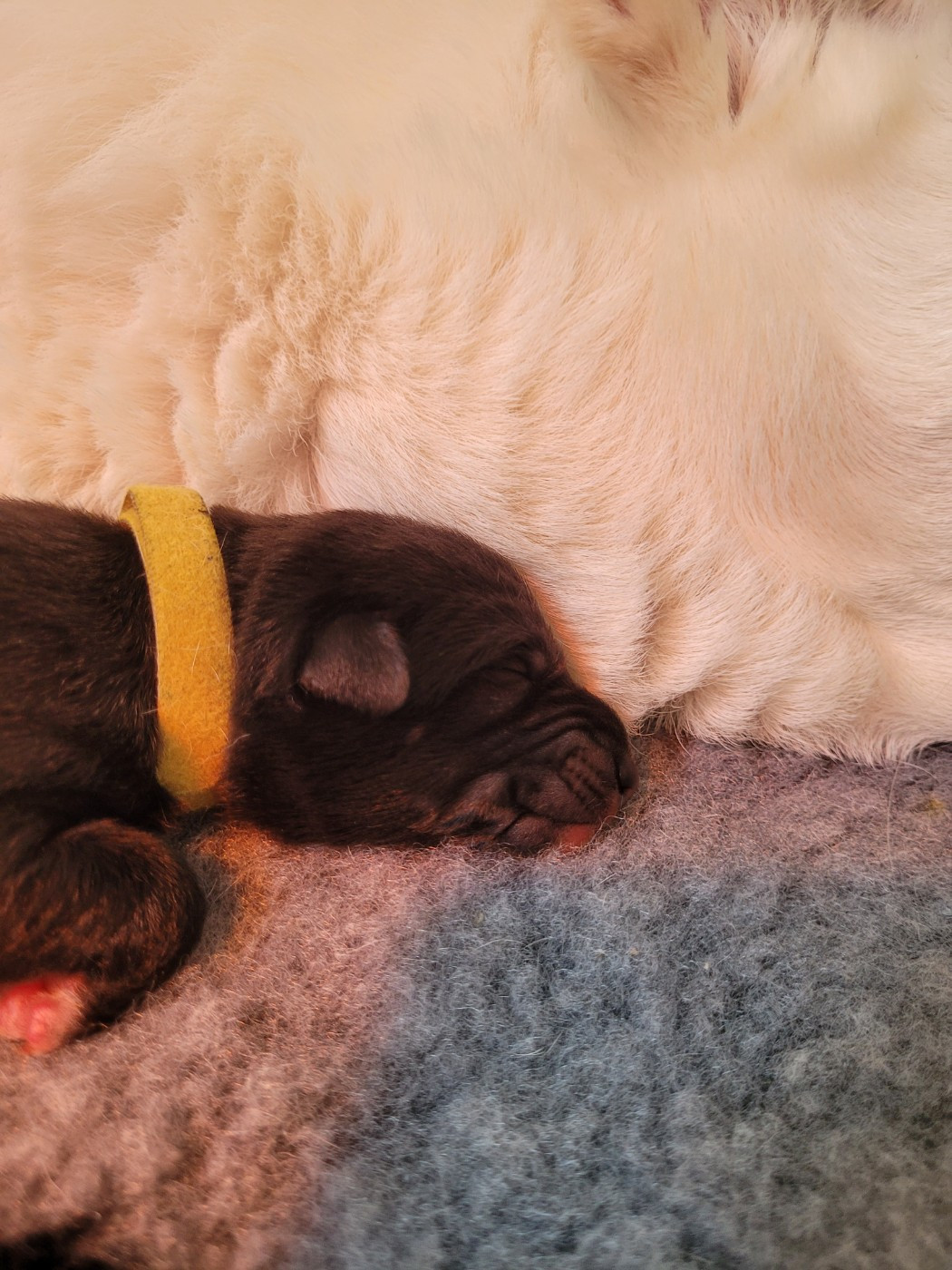 Des Sentinelles D'Aeldorah - Chiots disponibles - Canaan Dog