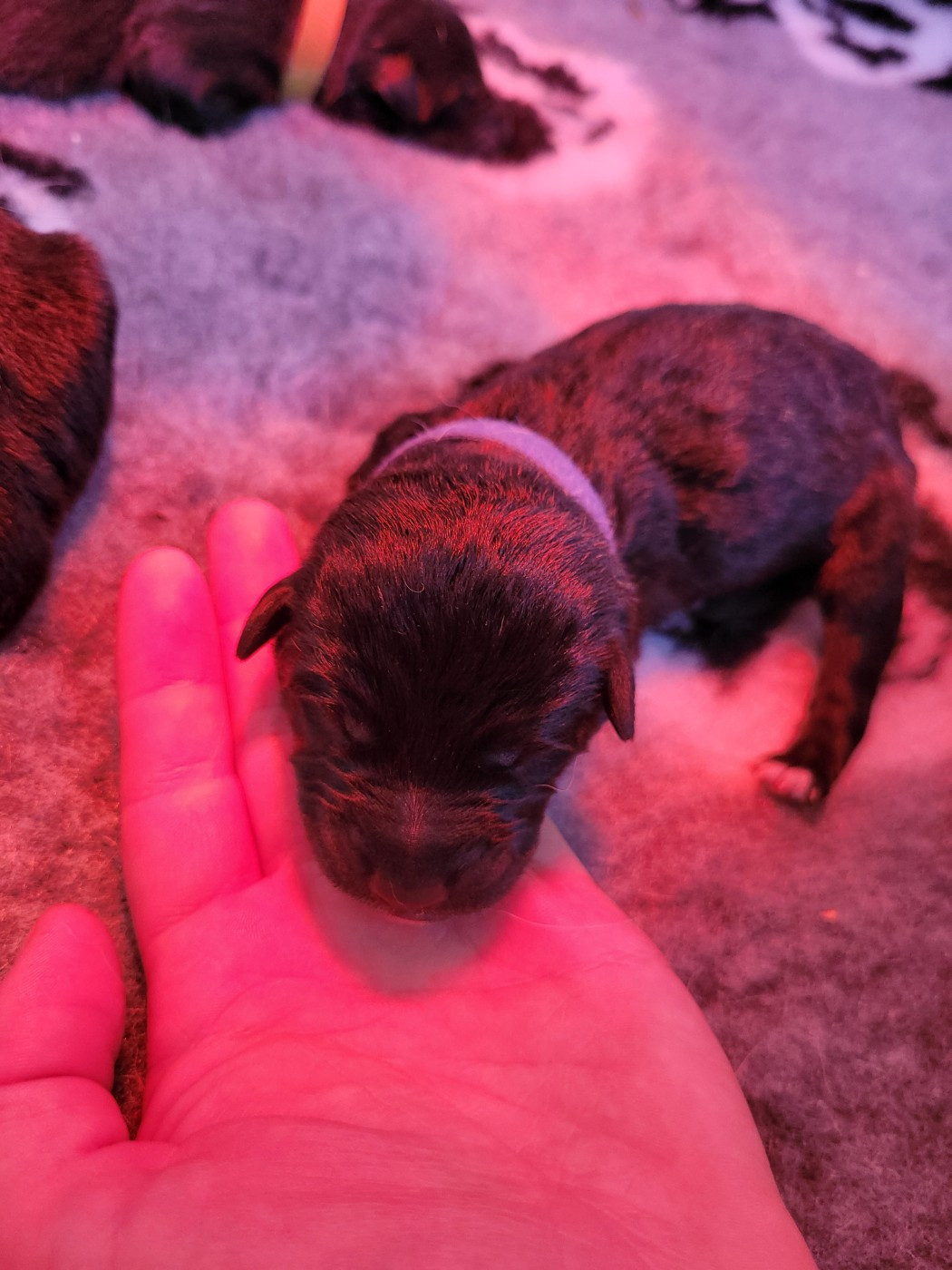 Des Sentinelles D'Aeldorah - Chiots disponibles - Canaan Dog