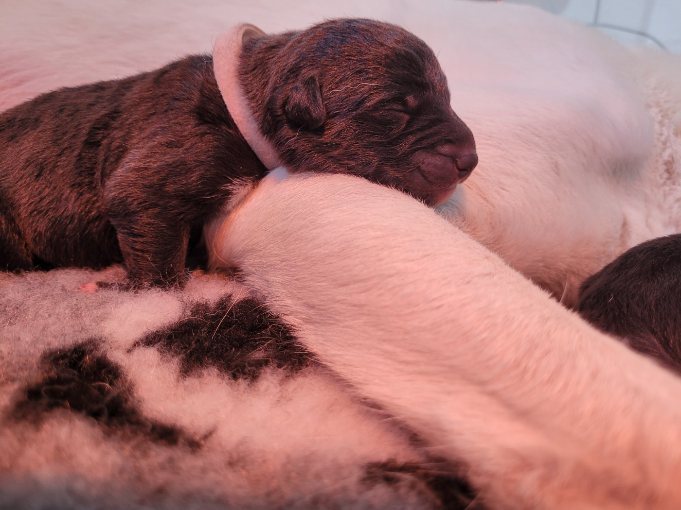 Des Sentinelles D'Aeldorah - Chiots disponibles - Canaan Dog