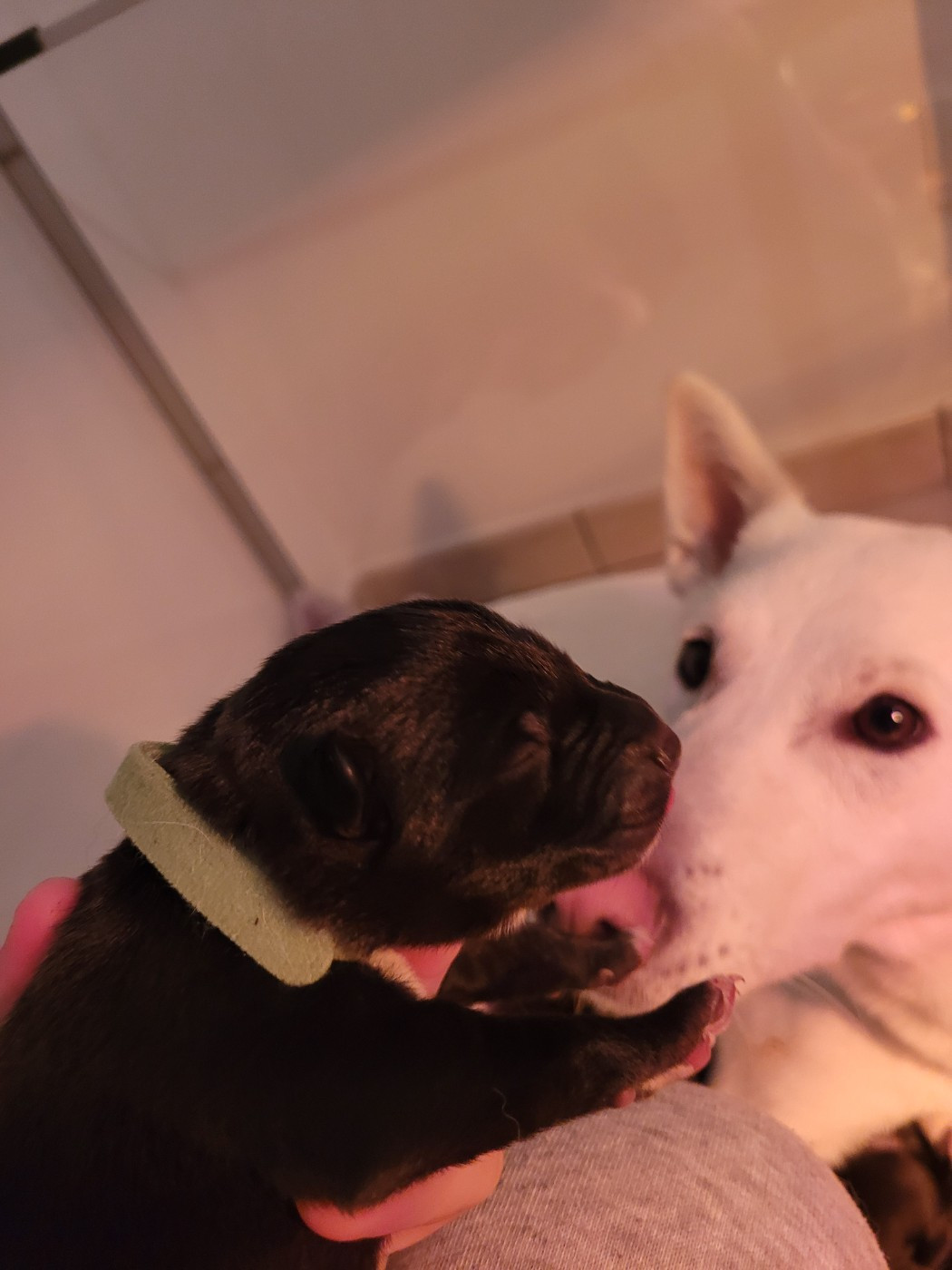 Des Sentinelles D'Aeldorah - Chiots disponibles - Canaan Dog