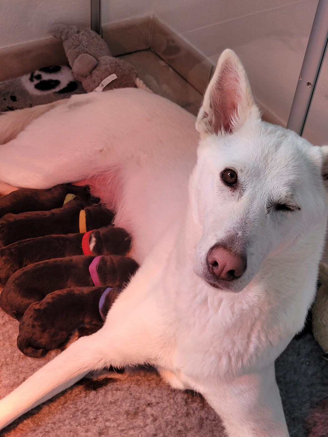 Des Sentinelles D'Aeldorah - Canaan Dog - Portée née le 25/11/2025