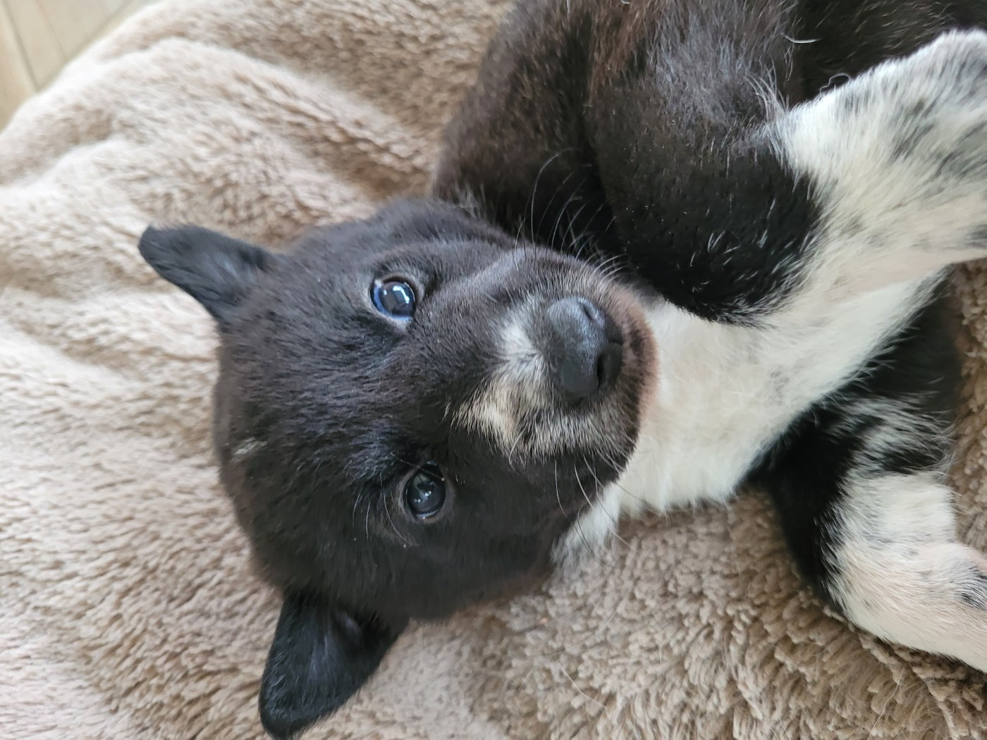 Des Sentinelles D'Aeldorah - Chiots disponibles - Canaan Dog