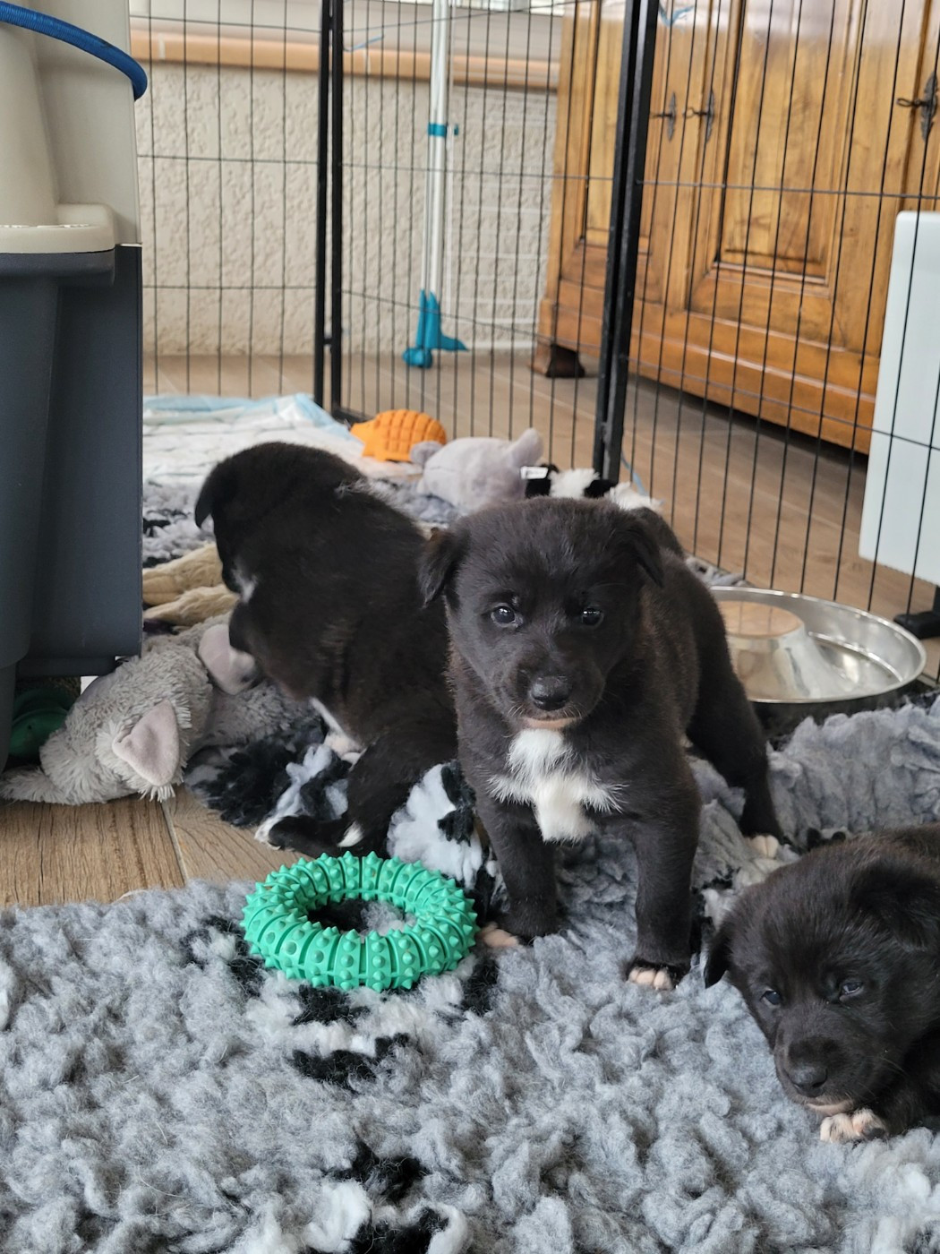 Des Sentinelles D'Aeldorah - Chiots disponibles - Canaan Dog