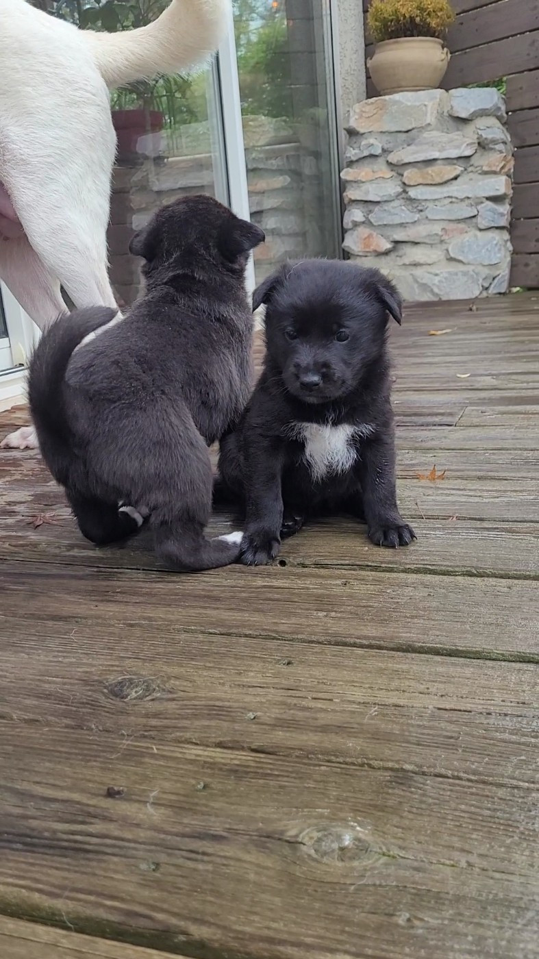 Des Sentinelles D'Aeldorah - Chiots disponibles - Canaan Dog