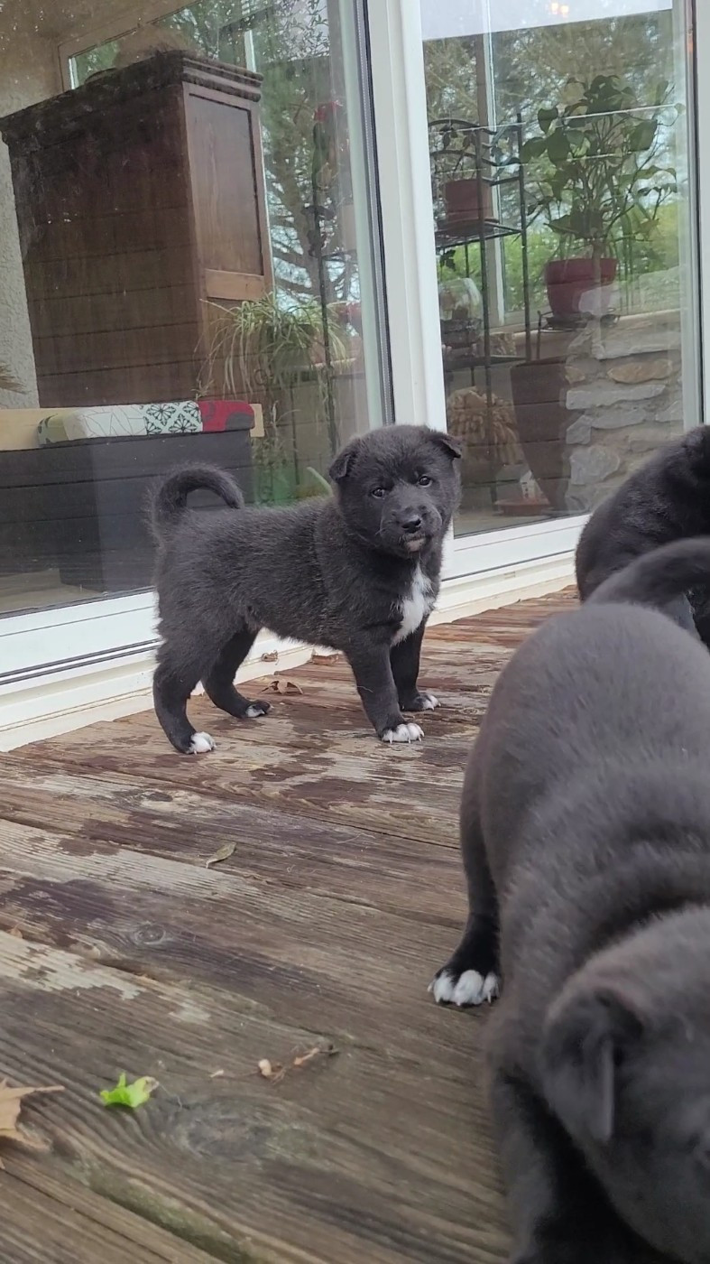 Des Sentinelles D'Aeldorah - Chiots disponibles - Canaan Dog
