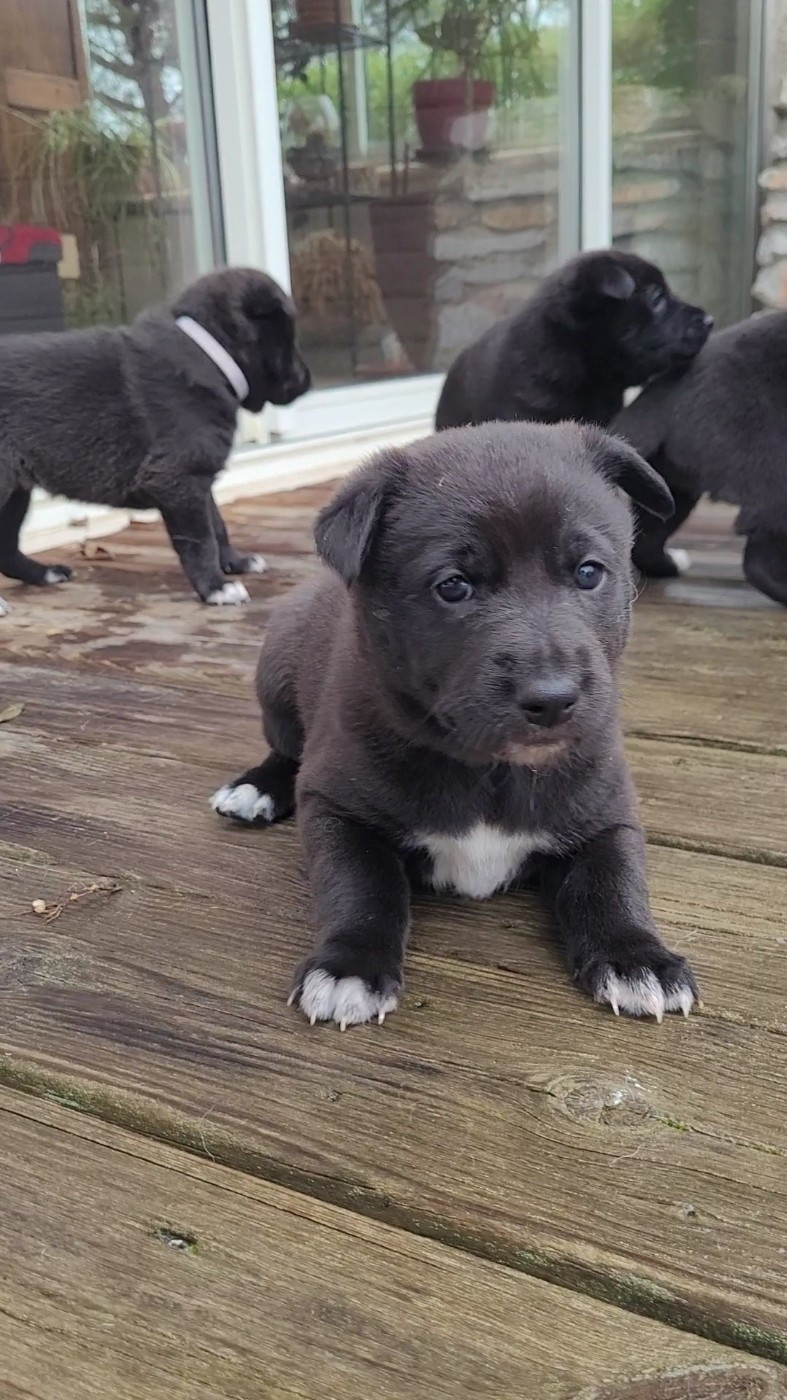 Des Sentinelles D'Aeldorah - Chiots disponibles - Canaan Dog