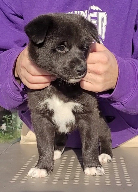 Des Sentinelles D'Aeldorah - Chiots disponibles - Canaan Dog
