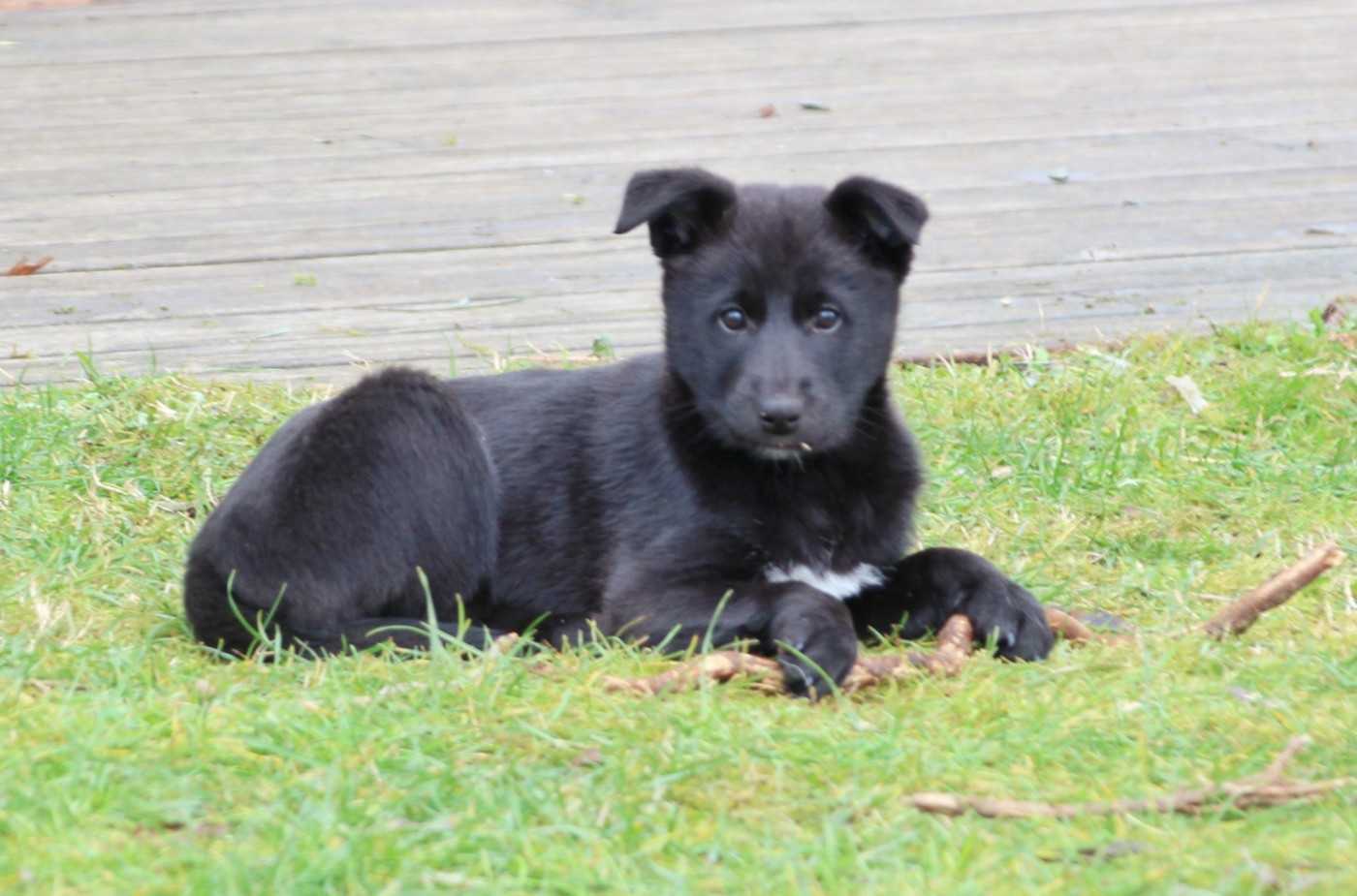Des Sentinelles D'Aeldorah - Chiots disponibles - Canaan Dog