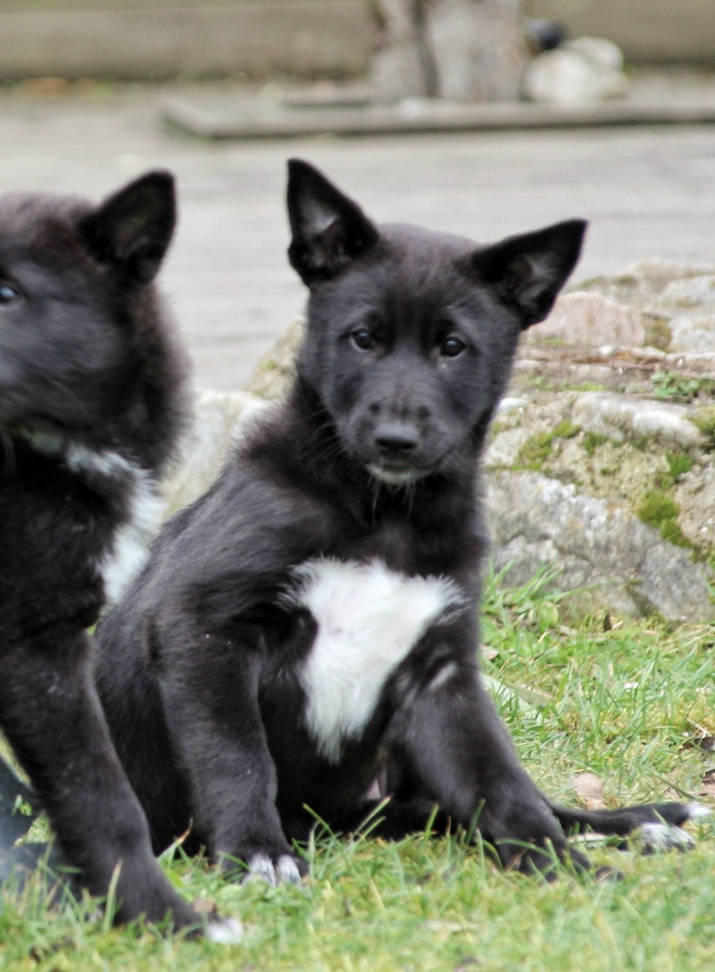 Des Sentinelles D'Aeldorah - Chiots disponibles - Canaan Dog